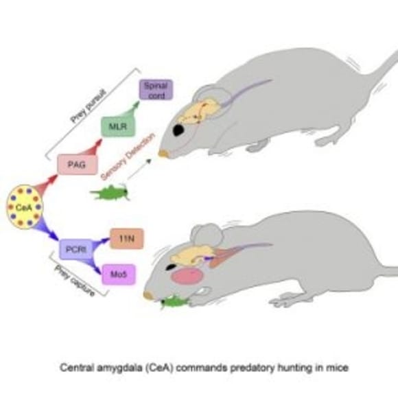 Central Amygdala (CeA) Commands Predatory Hunting in Mice