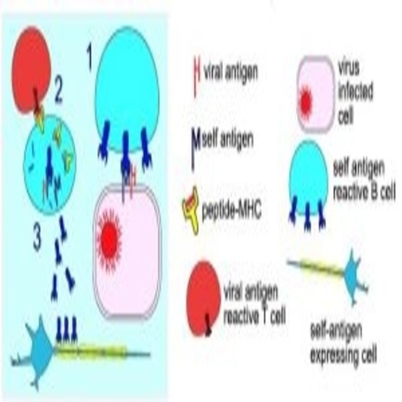 When the Body Attacks Itself - BioTechniques