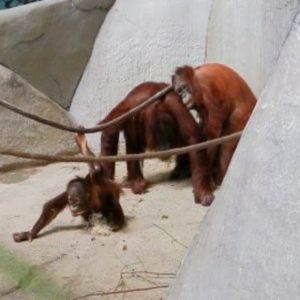 Orangutans