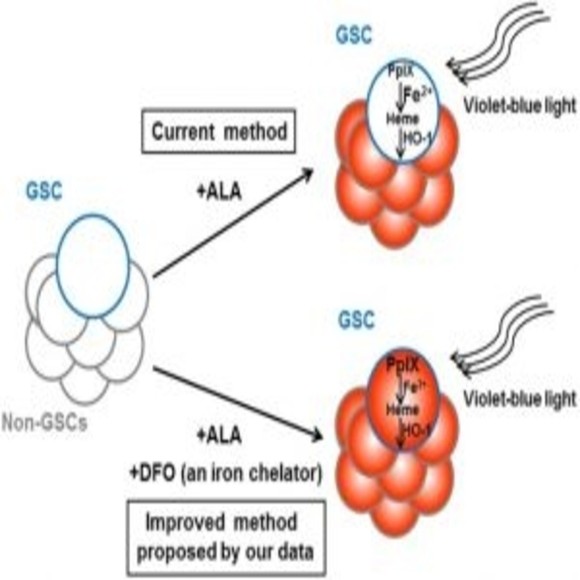 Seeking Hidden Cancer Stem Cells - BioTechniques