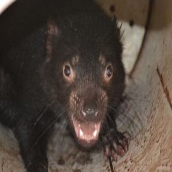 The Devil We Know and the One We Don't: The Tasmanian Devil, Face