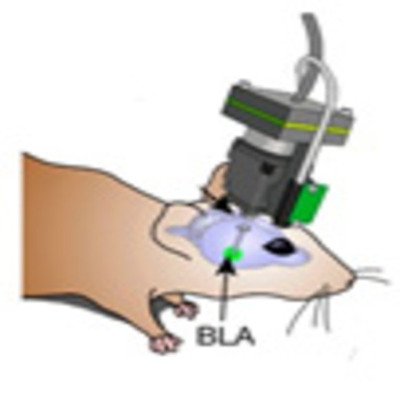 Imaging the Brain Encoding Memories - BioTechniques