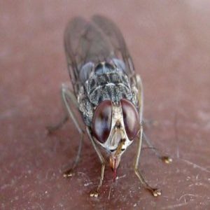 How Tsetse Flies Can Help to Prevent Infectious Diseases