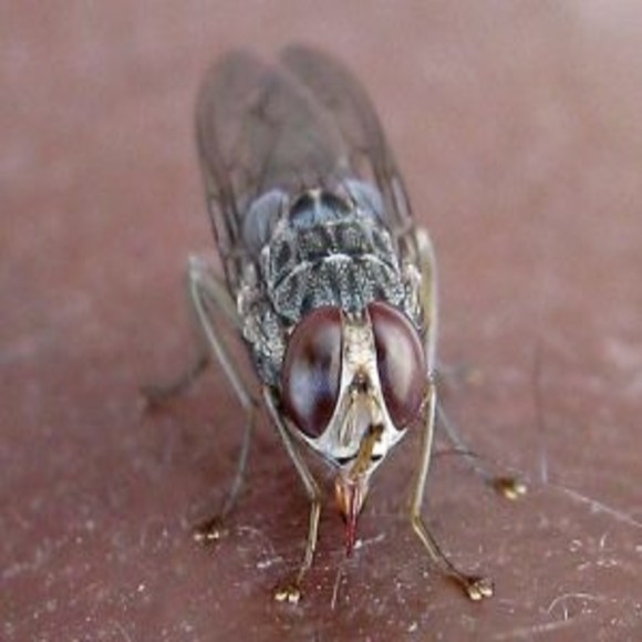 How Tsetse Flies Can Help to Prevent Infectious Diseases BioTechniques