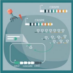 CRISPR systems