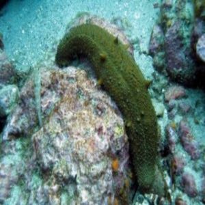 A Sea Cucumber