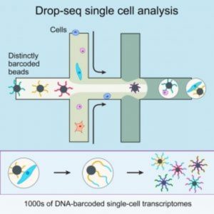 Drop-Seq