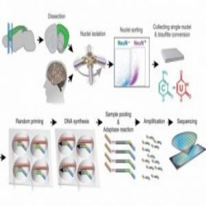 Single-cell methylomes