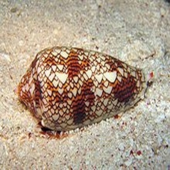 Could a Snail Provide the Answer to the Opioid Crisis? - BioTechniques