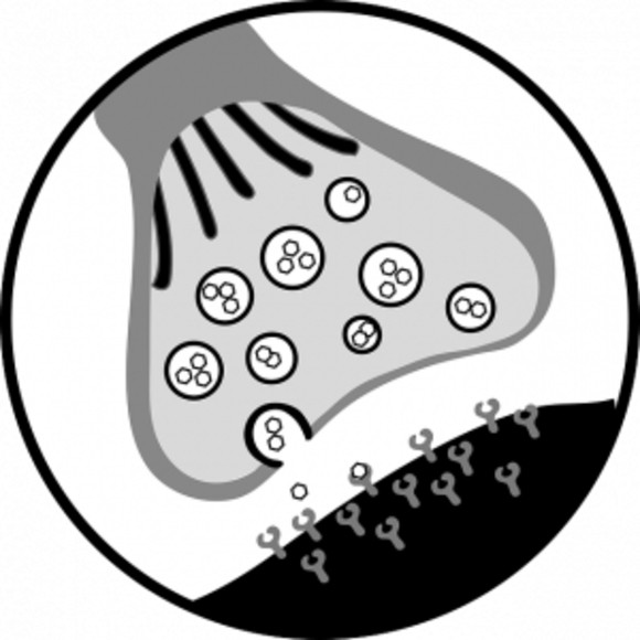 Counting Synapses by Algorithm - BioTechniques Counting Synapses by Algorithm - BioTechniques
