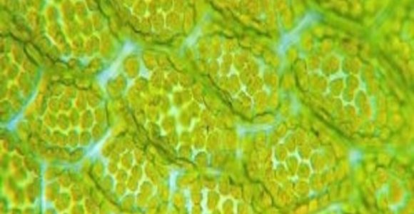 What is the Likely Origin of Chloroplasts? - BioTechniques