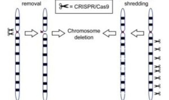 CRISPR/Cas9 Eliminates Chromosomes - BioTechniques