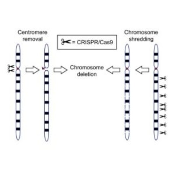 Crispr Cas9 Eliminates Chromosomes Biotechniques