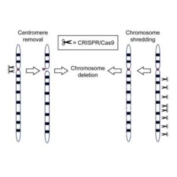 Crispr Cas9 Eliminates Chromosomes Biotechniques Crispr Cas9 Eliminates Chromosomes Biotechniques