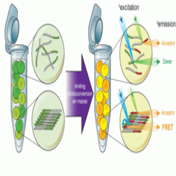 Splitting the Details of Protein Aggregation BioTechniques