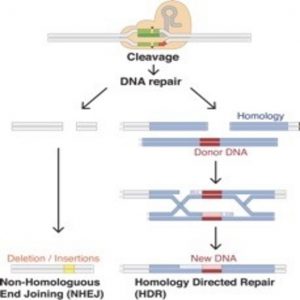 CRISPR Cas9 future