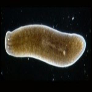 Muscle plays a surprising role in planarian regeneration
