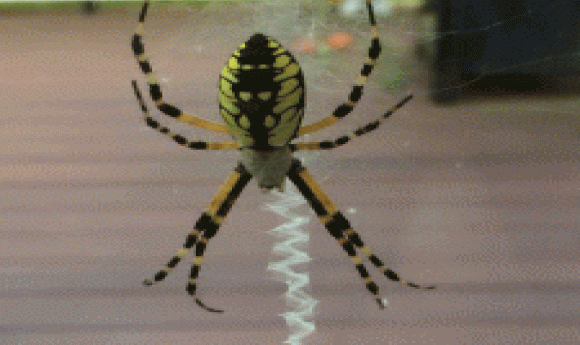 Spider Uses Its Web Like a Giant Engineered Ear