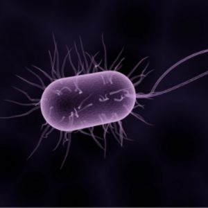 Swimming bacteria