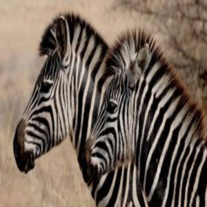 Zebras do not have their stripes for cooling them down