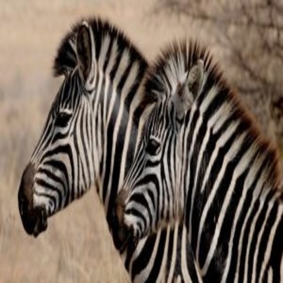 Why Do Zebras Have Stripes? Not For Cooling Down! - BioTechniques