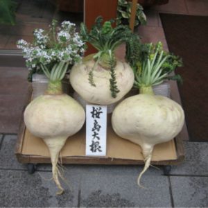 Japanese radish