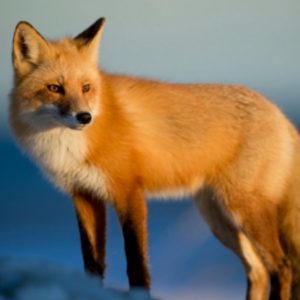 Fox