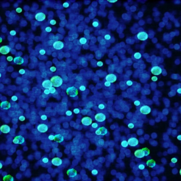 What Kills MRSA? Oxygen is the Answer! BioTechniques