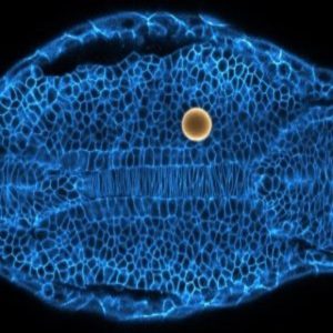 Novel technique reveals how embryo is formed