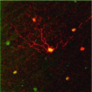 Retinal cells have been shown to adapt to low light.