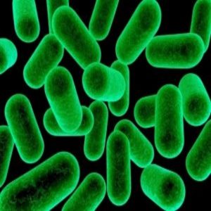 A link between gut flora and multiple sclerosis has been discovered.