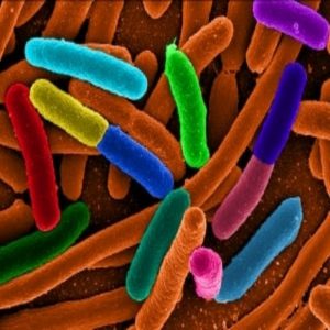Bacteria in `hibernation-like’ state.