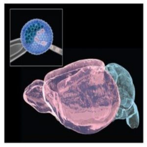 Neural blastocyst complementation enables mouse forebrain organogenesis.