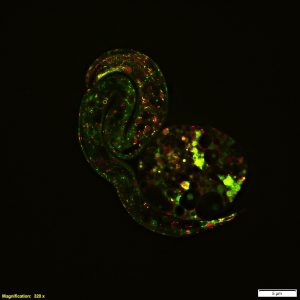 Live cell imaging