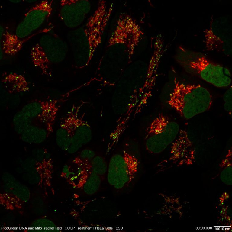 Live Cell Imaging with Super Biology Diagrams