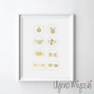 mitosis