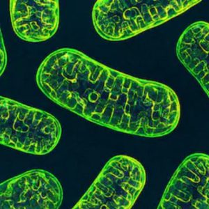 The mitochondria, often labeled the powerhouse of the cell