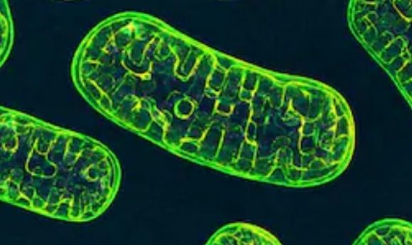 Mitochondria