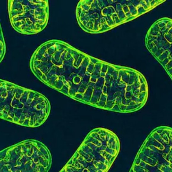 Protecting Mitochondria, the Powerhouse of The Cell BioTechniques