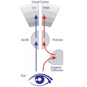 New visual pathway that bypasses the primary visual cortex in mice