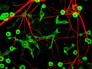 Photoactive Flp Recombinase