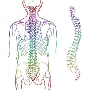 What is the function of the spinal cord?