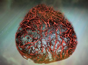 Blood vessel organoids