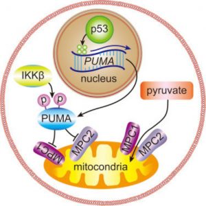 p53 Tumor metabolism promoting pathway