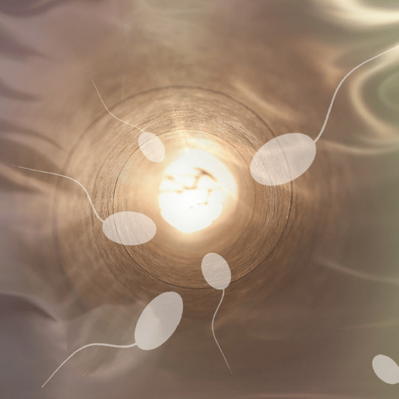 sperm and egg graphic