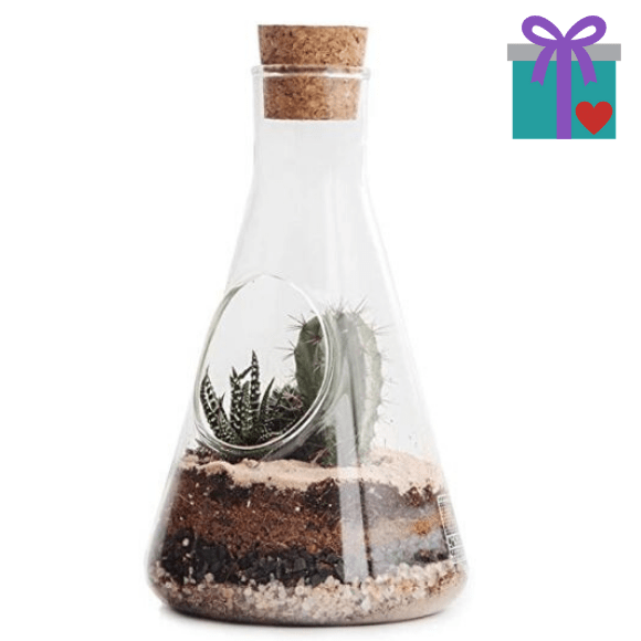 BTN gift guide - plant