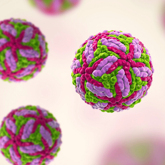 Flavivirus