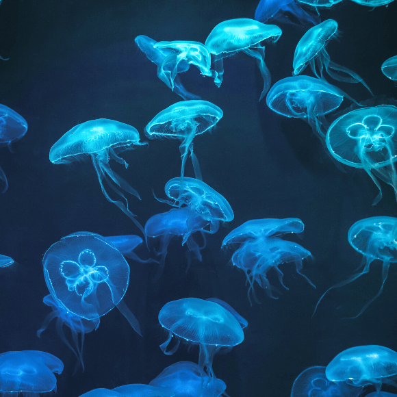 Jellyfish Collagen as Alternative to Mammalian Tissue BioTechniques