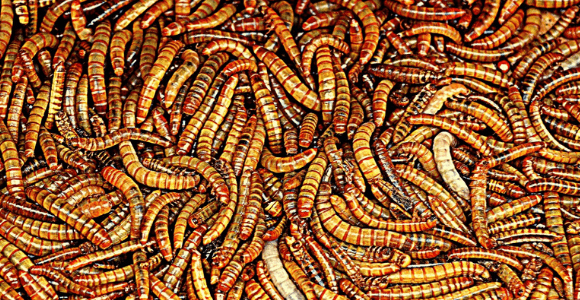 Maggot Analysis Method Enhancing Forensic Entomology Biotechniques 