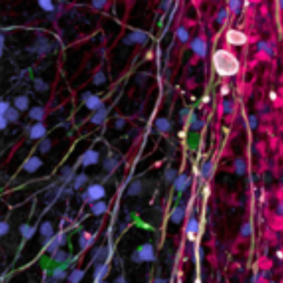 neurons